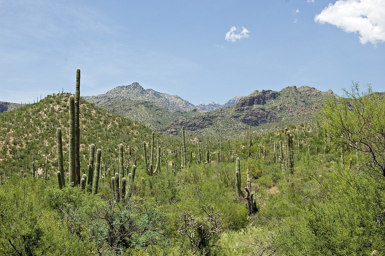 This is a view of Sabino Canyon, northeast of Tucson, AZ, nestled in the foothills of the Santa Catalina Mountains.