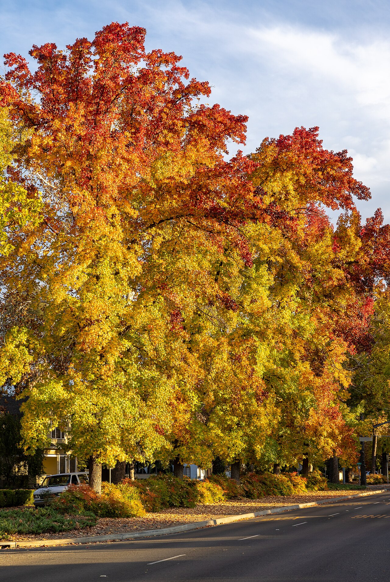Fall colors along the Esplanade, the main north-south thoroughfare in Chico, California, on November 17, 2023